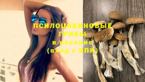 сатива Абинск